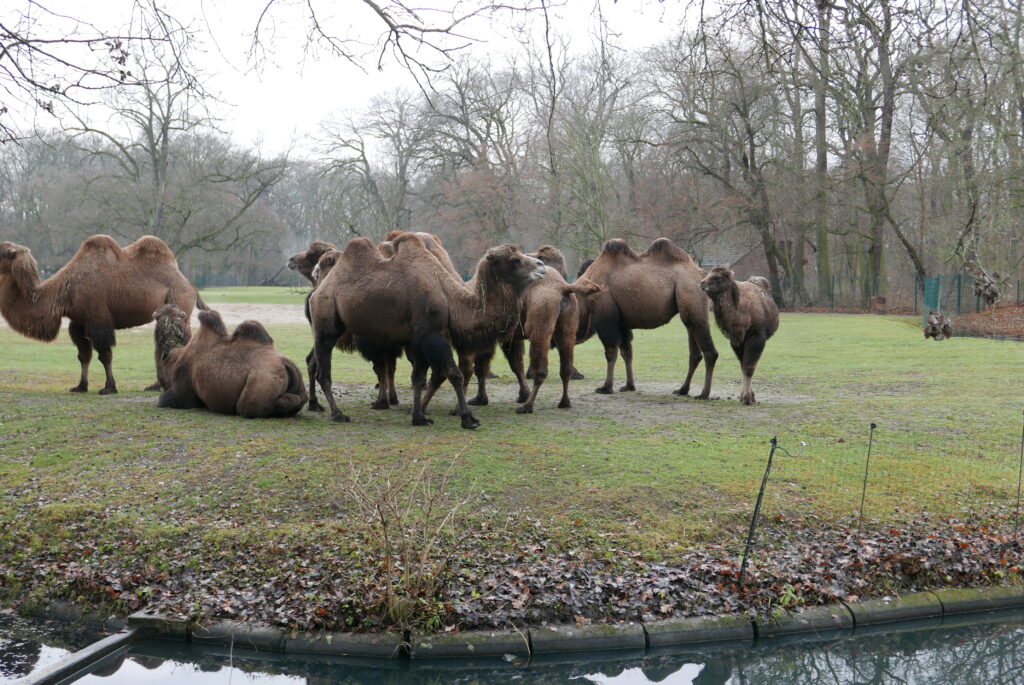 Camels at the Zoo